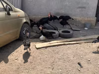 Turkeys — الصورة 1