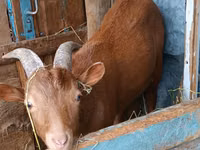 Ziegenbock, Saanen goat — Foto 2