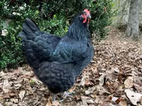 Australorp — Foto 5