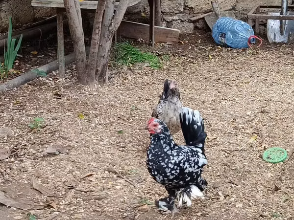Chickens