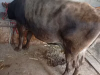 母牛, Cattle — 照片 1