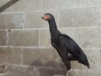 Chickens — foto 3