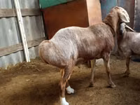Qoʻchqor, Arashan sheep — 4-rasm