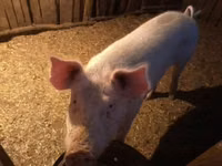 Toʻngʻiz, Choʻchqalar — 3-rasm