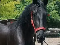 Yegua, Friesian — foto 3