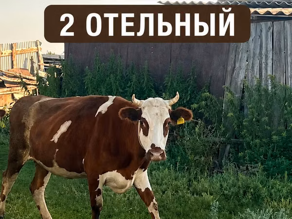 गाय, Latvian Blue cattle — कज़ाखस्तान