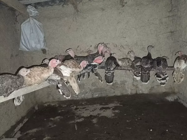 Turkeys — Kirgisistan
