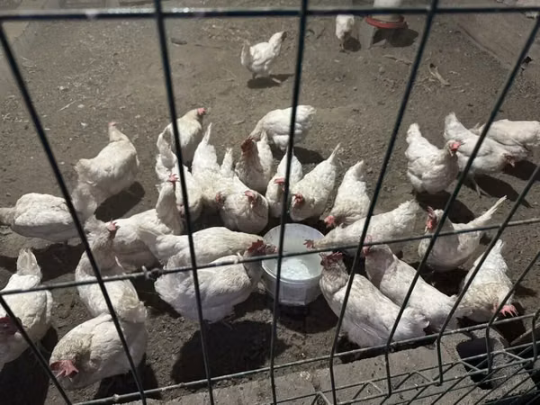 Chickens — Kirgisistan