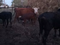 गाय, Latvian Blue cattle — फ़ोटो 1