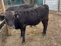 Bulle, Swiss cattle — Foto 6