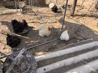 بيكين بانتام — الصورة 5