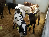 ІҚМ (топ, жынысы көрсетілмеген), Simmental cattle — 8-сурет
