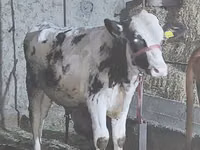Bulle, Russian Black pied cattle — Foto 3