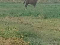 Caballo, Caballos — foto 2