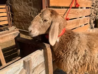 Sheep, Arashan sheep — photo 1