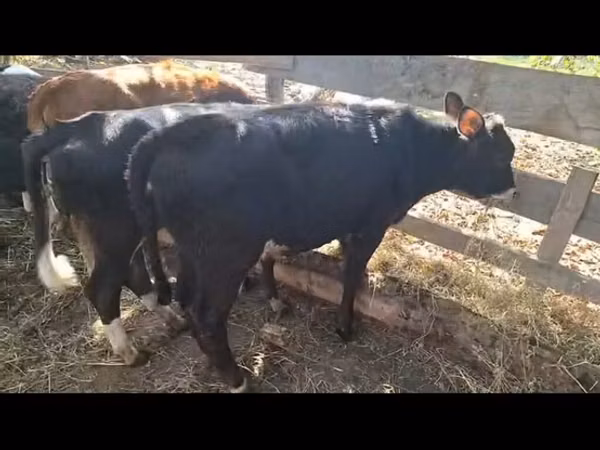 Букачар, Сиырлар