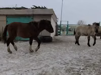 Айғыр, Жылқылар — 4-сурет