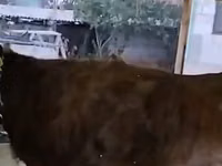 母牛, Cattle — 照片 1