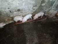 Schweine (Partie, Geschlecht nicht angegeben), Schweine — Foto 7