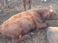 Bulle, Aberdeen-Angus — Foto 5