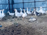 Geese — الصورة 3