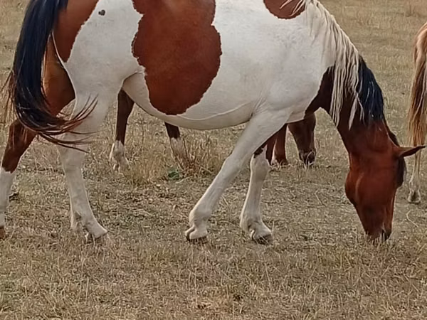 Stute, Kazakh horse — Kasachstan