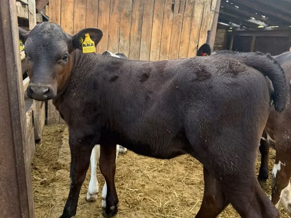 गाय, Swiss cattle — कज़ाखस्तान