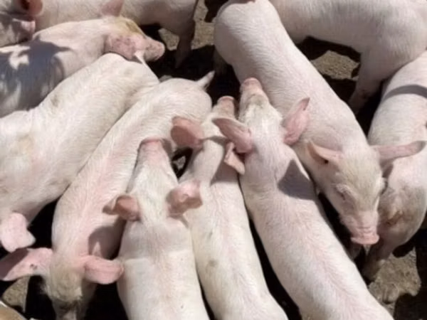 Schweine (Partie, Geschlecht nicht angegeben), 