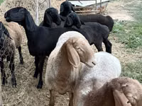 Oveja, Arashan sheep — foto 1