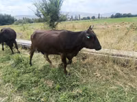 母牛, Cattle — 照片 4