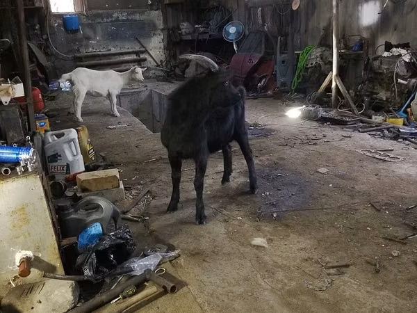 母山羊, Goats — 哈萨克斯坦