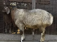 Qoʻchqor, Rhon sheep — 1-rasm