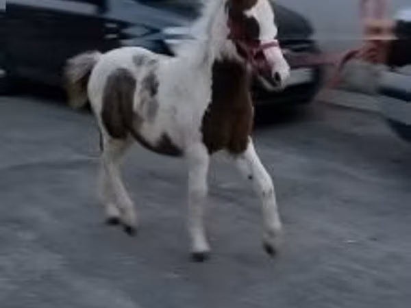 فرس, الخيول