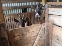 Ziegenbock, Alpine goat — Foto 4