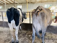 Cow, Russian Black pied cattle — photo 3