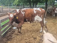 Vaca, Ayrshire — foto 3