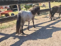 Stute, Shetland Pony — Foto 3