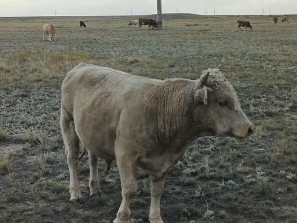 公牛, Simmental cattle — 哈萨克斯坦