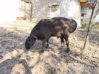 Widder, Hissar sheep — Foto 2