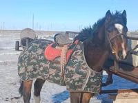 Caballo, Caballos — foto 3