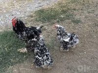 براهما — الصورة 1