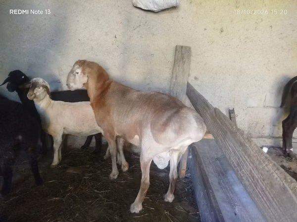 Кочкор, Арашан — Өзбекстан