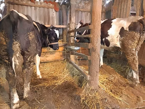 Cow, Cattle