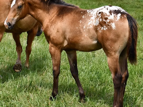 Mare, Appaloosa
