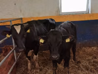 Buqa, Simmental cattle — 2-rasm