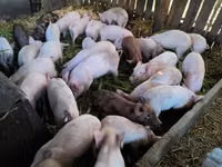 Pigs (batch, sex not specified), Pigs — photo 1
