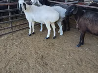 母羊, Sheep — 照片 6