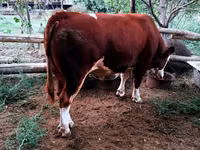 公牛, Simmental cattle — 照片 3