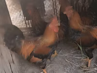 Chickens — Foto 1