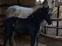 Stute, Lipizzaner — Foto 6